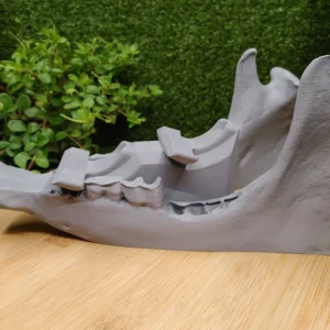 3D Printed Boar Jaw Dual Controller Stand 3